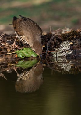 Ormanda ardıç kuşu içmek (Turdus philomelos)