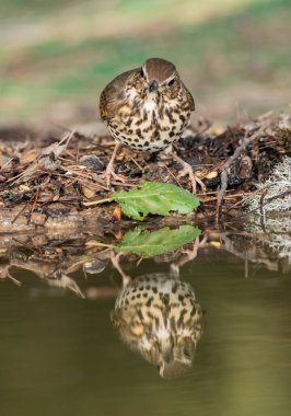 Ormanda ardıç kuşu içmek (Turdus philomelos)