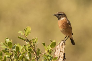Erkek taş bir dala tünemiş (Saxicola rubicola)