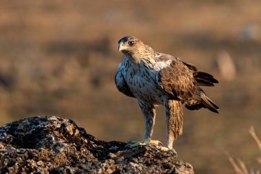 Dişi Bonelli 'nin kartalı büyük bir kayanın üzerine tünedi.)
