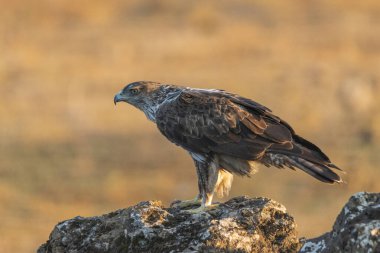 Dişi Bonelli 'nin kartalı büyük bir kayanın üzerine tünedi.)