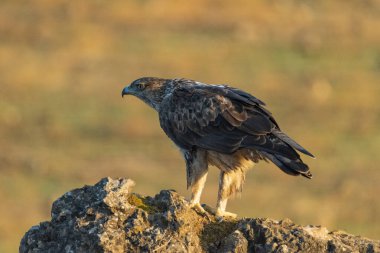 Dişi Bonelli 'nin kartalı büyük bir kayanın üzerine tünedi.)