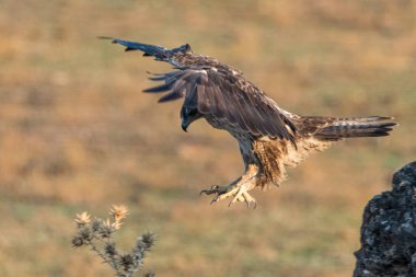 Dişi Bonelli 'nin Kartalı bir kayadan atlayan açık kanatlı (Aquila fasciata)