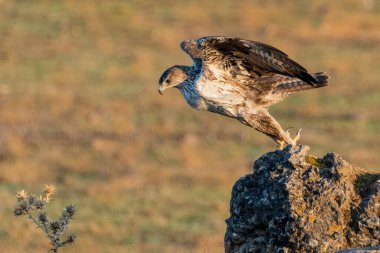 Dişi Bonelli 'nin Kartalı Bir kayanın üzerinde açık kanatlı (Aquila fasciata)