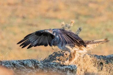 Dişi Bonelli 'nin Kartalı Bir kayanın üzerinde açık kanatlı (Aquila fasciata)