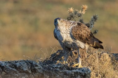 Dişi Bonelli 'nin kartalı büyük bir kayanın üzerine tünedi.)
