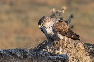Dişi Bonelli 'nin kartalı büyük bir kayanın üzerine tünedi.)