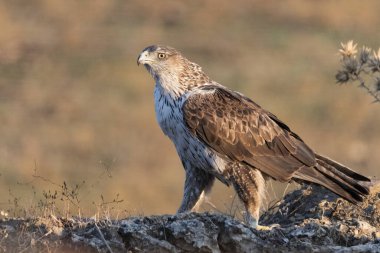 Dişi Bonelli 'nin kartalı büyük bir kayanın üzerine tünedi.)