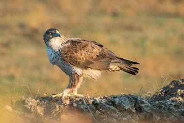 Dişi Bonelli 'nin kartalı büyük bir kayanın üzerine tünedi.)