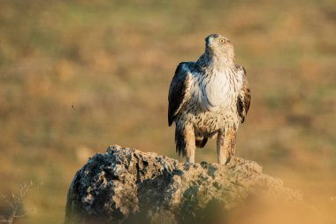 Dişi Bonelli 'nin kartalı büyük bir kayanın üzerine tünedi.)