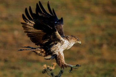 Dişi Bonelli 'nin zemin katındaki kartalı (Aquila fasciata)