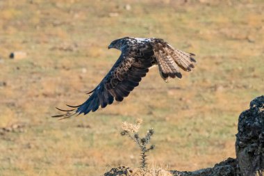 Dişi Bonelli 'nin zemin katındaki kartalı (Aquila fasciata)