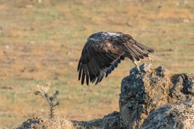 Dişi Bonelli 'nin zemin katındaki kartalı (Aquila fasciata)