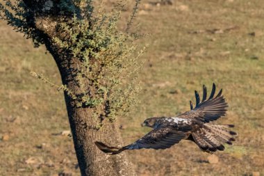 Dişi Bonelli 'nin zemin katındaki kartalı (Aquila fasciata)