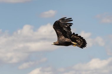 Mavi gökyüzü üzerinde uçan erkek altın kartal (Aquila chrysaetos)