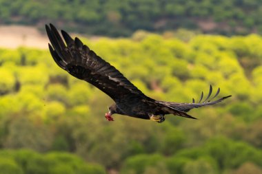 Çam ağaçlarının arasında uçan dişi altın kartal (Aquila chrysaetos)