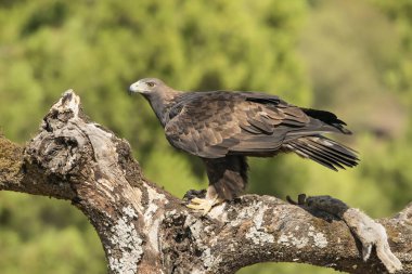 Tavşanla birlikte tünekte Altın Kartal (Aquila chrysaetos))