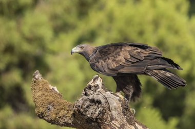 Altın kartal tünekte (Aquila chrysaetos)