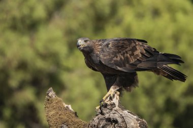 Altın kartal tünekte (Aquila chrysaetos)