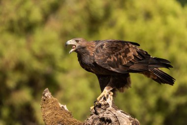 Altın kartal tünekte (Aquila chrysaetos)