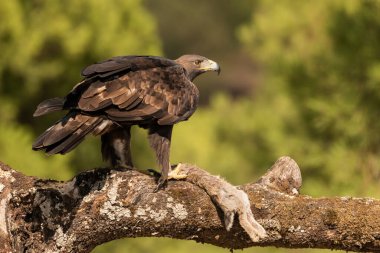 Dişi altın kartal bir tavşanla levrek üzerinde (Aquila chrysaetos)