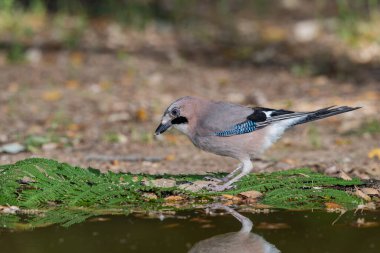 Gölette Avrasya alakargası (Garrulus glandarius)