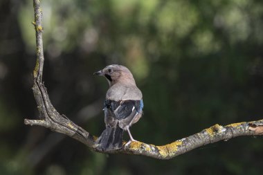 Avrasya kuşu bir dala tünedi (Garrulus glandarius)