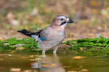 Gölette Avrasya alakargası (Garrulus glandarius)