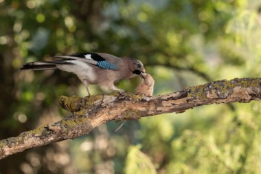 Avrasya kuşu bir dala tünedi (Garrulus glandarius)