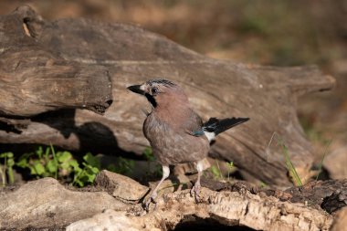 Ormanda Avrasyalı Jay (Garrulus glandarius)