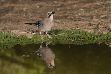 Gölette Avrasya alakargası (Garrulus glandarius)