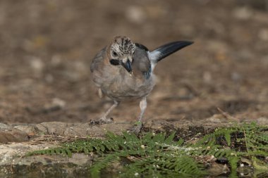 Ormanda Avrasyalı Jay (Garrulus glandarius)