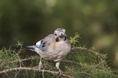 Avrasya kuşu bir dala tünedi (Garrulus glandarius)