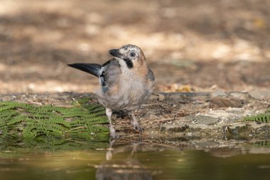 Gölette Avrasya alakargası (Garrulus glandarius)