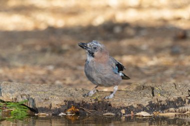 Gölette Avrasya alakargası (Garrulus glandarius)