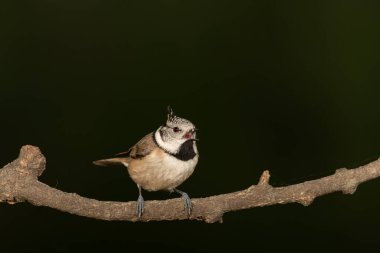 capuchin tit on a branch (Lophophanes cristatus)