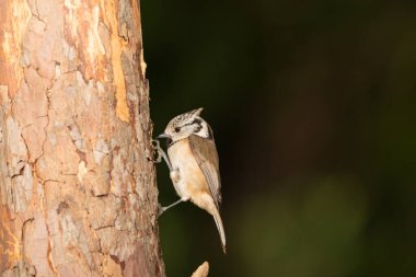 Nasturtium tit on a log (Lophophanes cristatus)