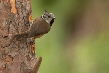 Nasturtium tit on a log (Lophophanes cristatus)