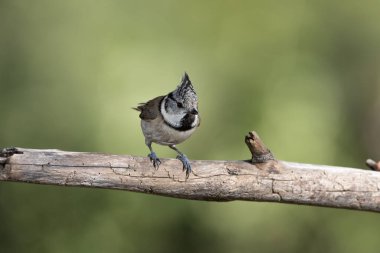 Nasturtium tit on a log (Lophophanes cristatus)