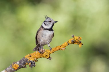 capuchin tit on a branch (Lophophanes cristatus)