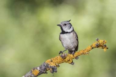 capuchin tit on a branch (Lophophanes cristatus)