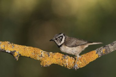capuchin tit on a branch (Lophophanes cristatus)