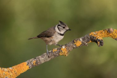 capuchin tit on a branch (Lophophanes cristatus)