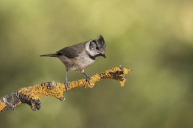 capuchin tit on a branch (Lophophanes cristatus)