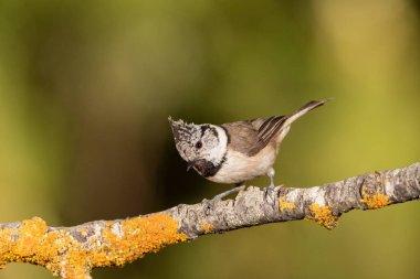 capuchin tit on a branch (Lophophanes cristatus)