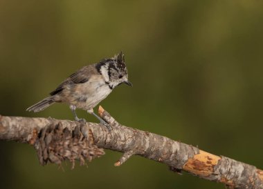 capuchin tit on a branch (Lophophanes cristatus)