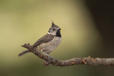 capuchin tit on a branch (Lophophanes cristatus)