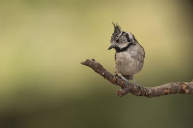 capuchin tit on a branch (Lophophanes cristatus)