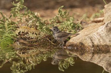 Capuchin tit in the pond (Lophophanes cristatus)
