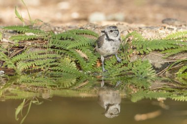 Capuchin tit in the pond (Lophophanes cristatus)